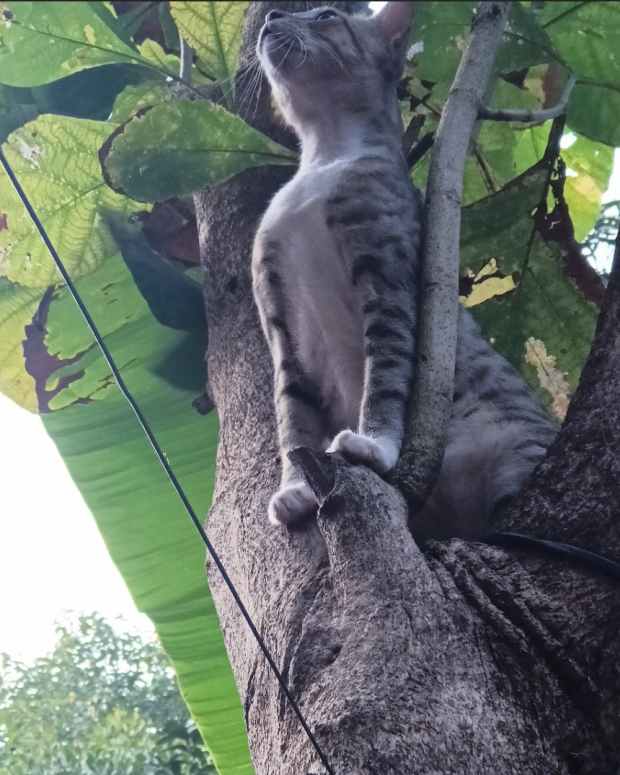 why-do-cats-climb-trees-just-play-or-fleeing-a-threat