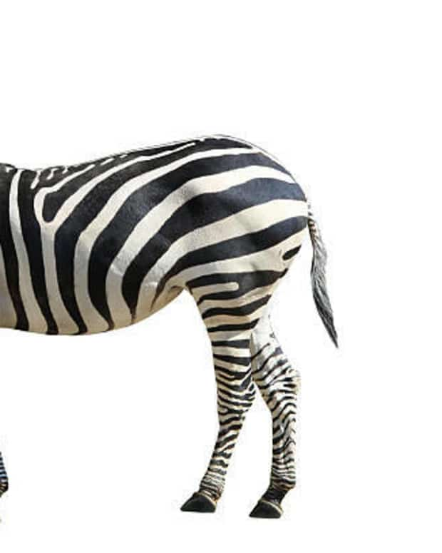 zebra-stripes-are-unique