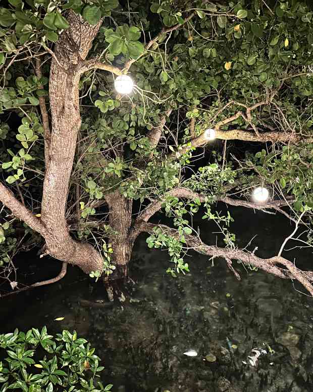 mangroves-our-very-own-coastal-defenders