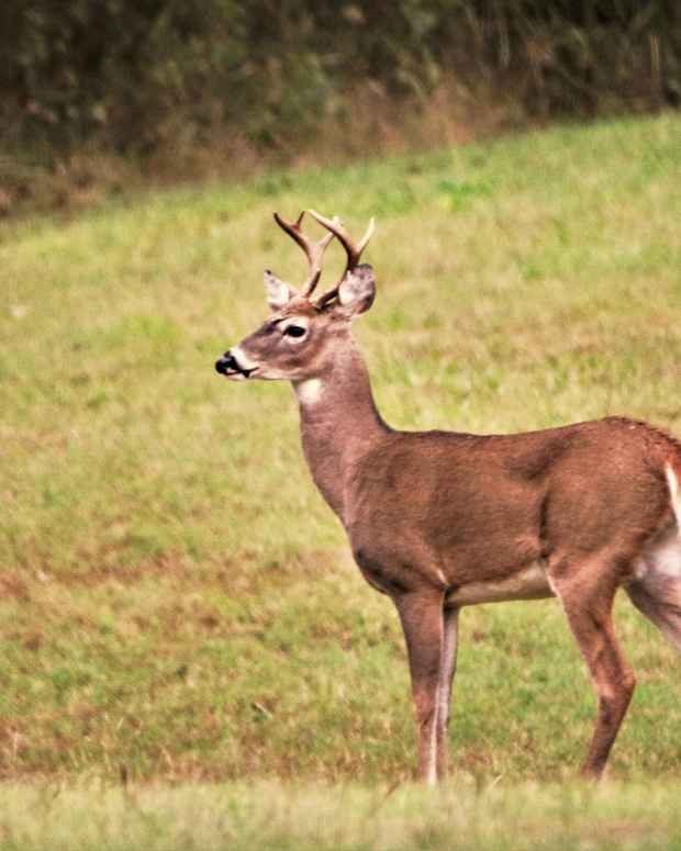 the-beautiful-and-graceful-white-tailed-deer