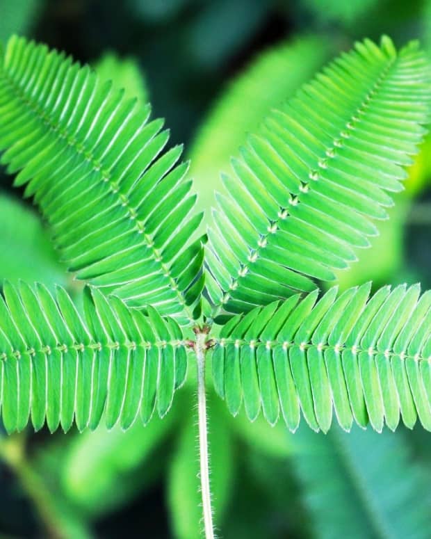 the-miraculous-sensitive-plant-unlocking-the-secrets-of-mimosa-pudica