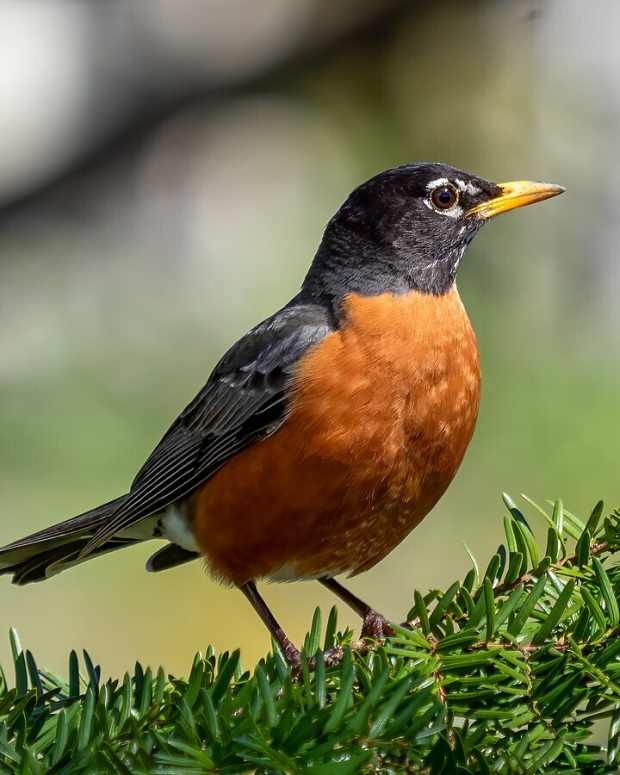 the-robin-year-a-short-story-from-the-maggie-series
