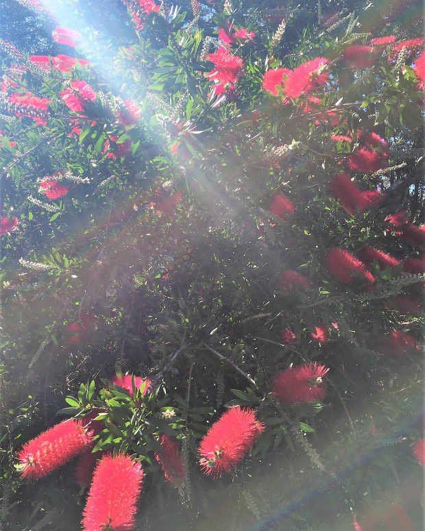 plants-in-australia-relish-diversity-and-links-with-the-past