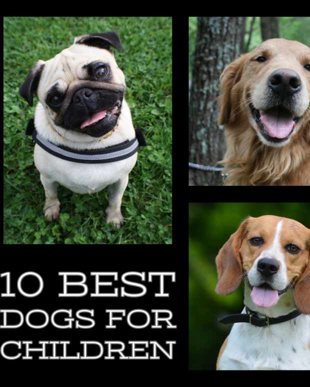 The Five Best Small Dog Breeds for Families With Young Children