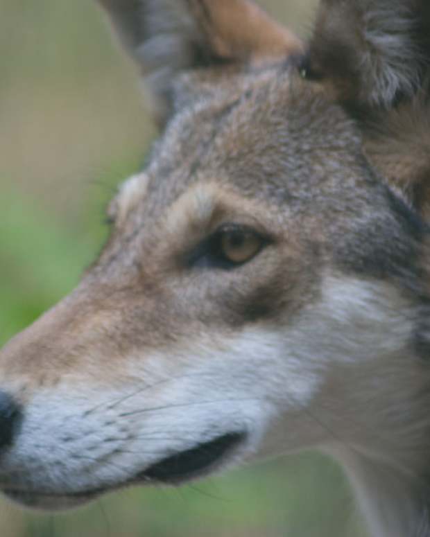 The Arctic Wolves Owlcation Education