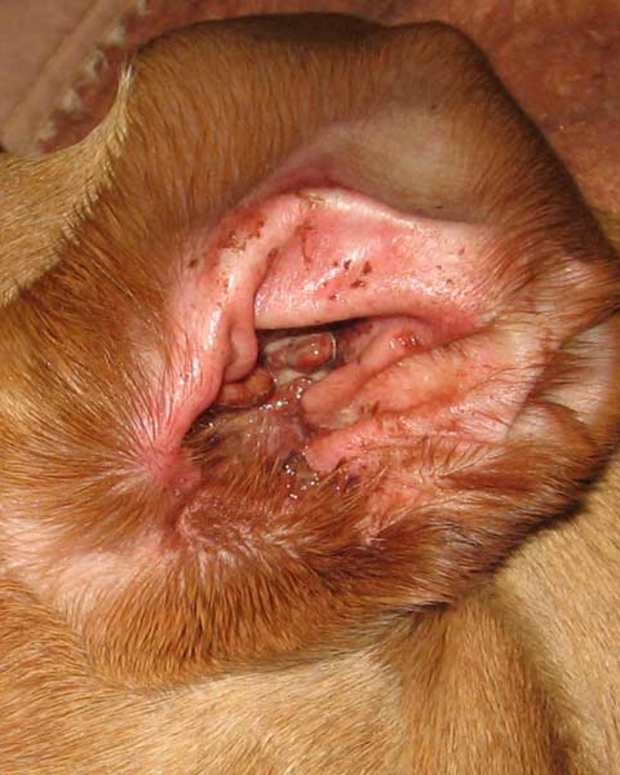 dog ear crusty inside