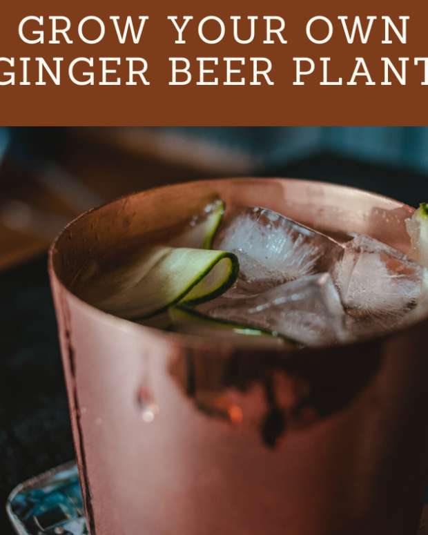 How to Make Ginger Beer (My TriedandTrue HomeBrew Recipe