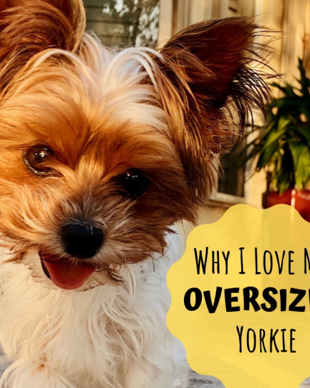 standard size yorkies for sale