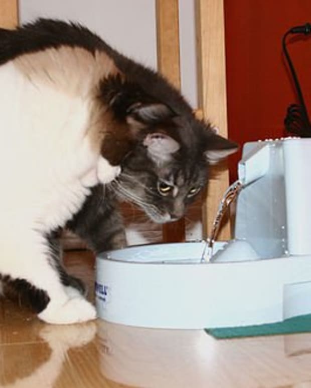 best rated pet water fountain