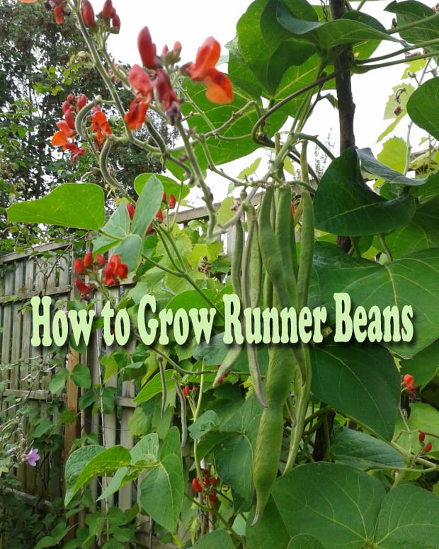 How to Grow Scarlet Runner Beans, an Edible Ornamental Plant ...