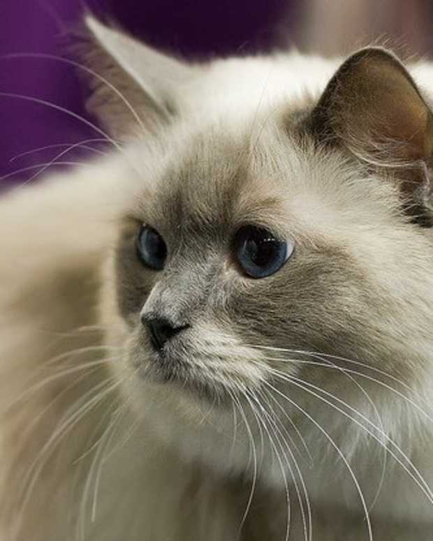 How to Keep Feral and Outdoor Cats Warm and Safe in Winter PetHelpful By fellow animal