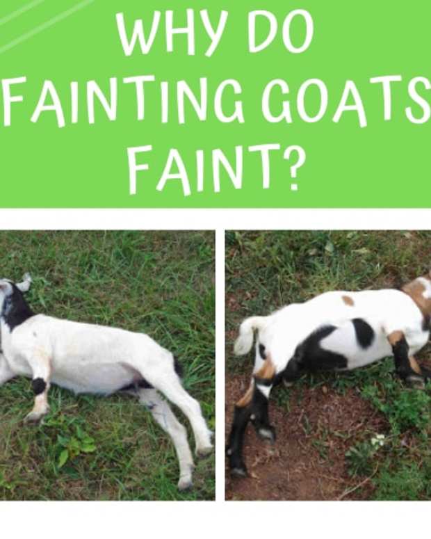 Why Do Goats Eyes Have Weird Rectangular Pupils? Owlcation Education