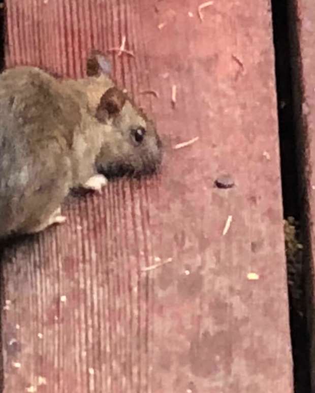 How to Get Rid of Rats Without Poison A Humane, NoKill Approach to