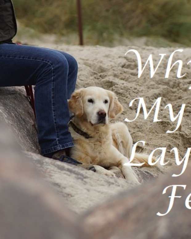 Why Does My Dog Have Swollen Feet and What Are Some Natural Cures