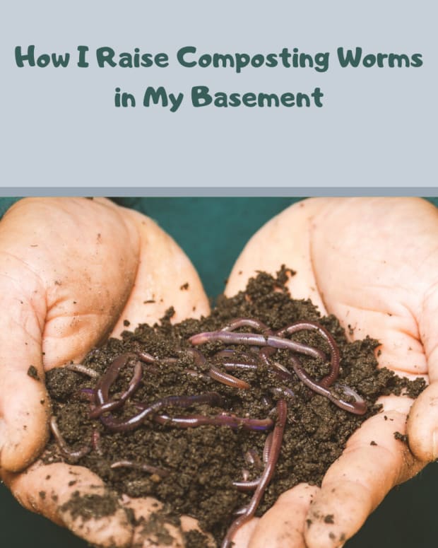 How To Start A Worm Farm For Fun Or Profit - Dengarden - Home And Garden