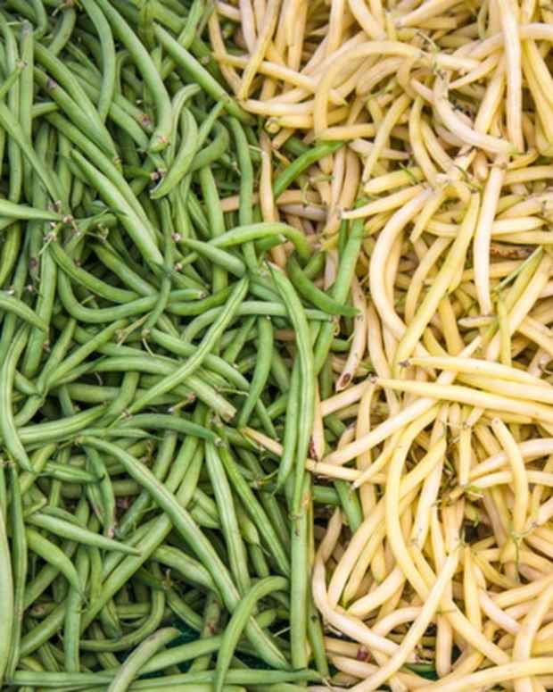 How to Grow Runner Beans From Seeds on a Trellis Dengarden Home and