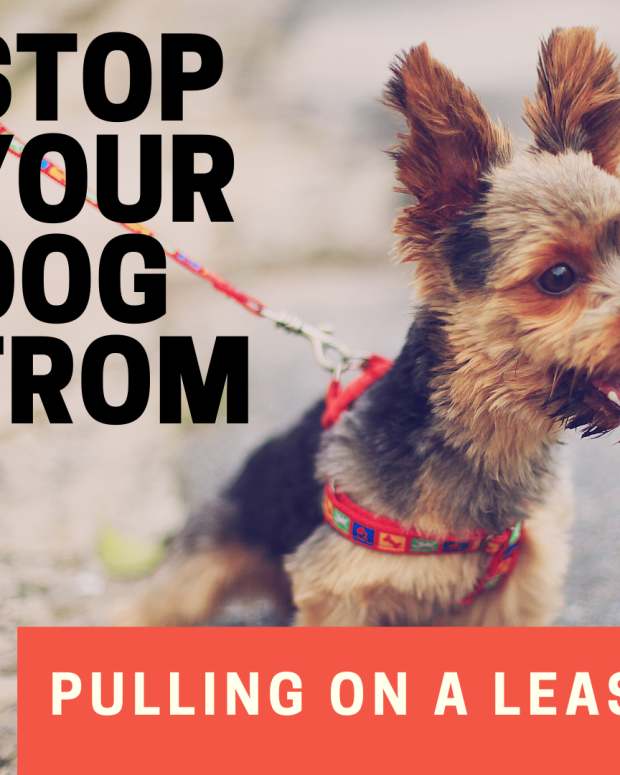 How to Walk an Overexcited Dog on a Leash PetHelpful By fellow