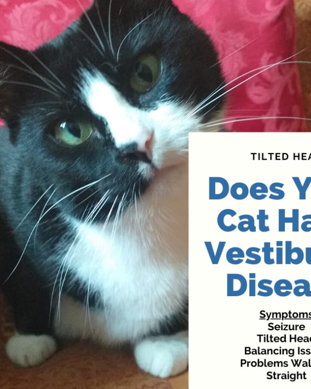 Feline Hepatic Lipidosis Fatty Liver Disease in Cats PetHelpful By