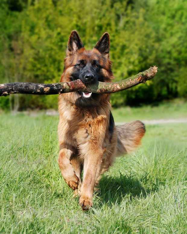 How to Tell If Your Dog Has Worms PetHelpful By fellow animal