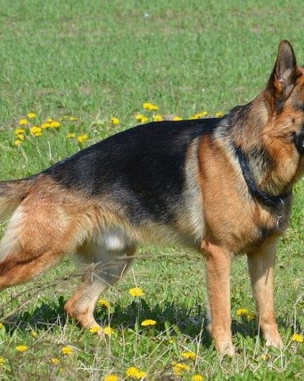different types of german shepherd dogs