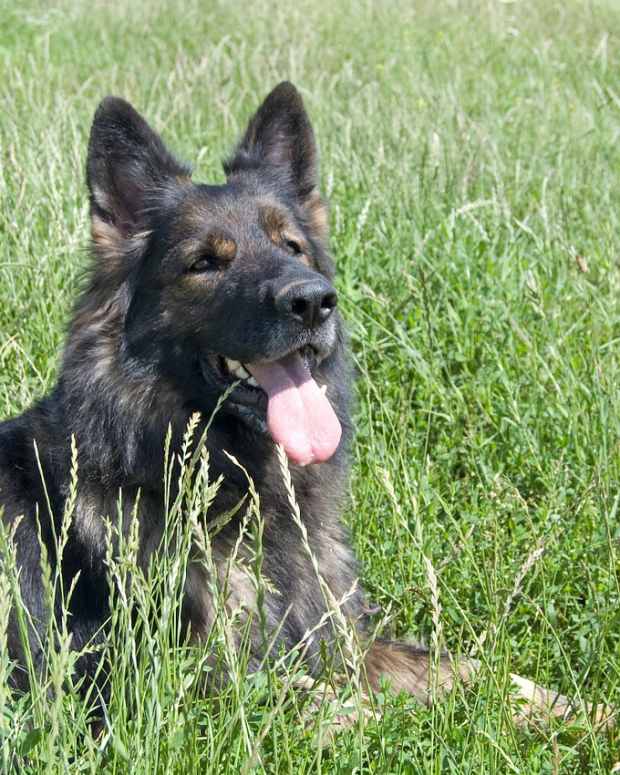 german shepherd rescue center