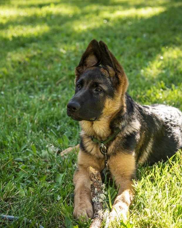 german shepherd rescue center