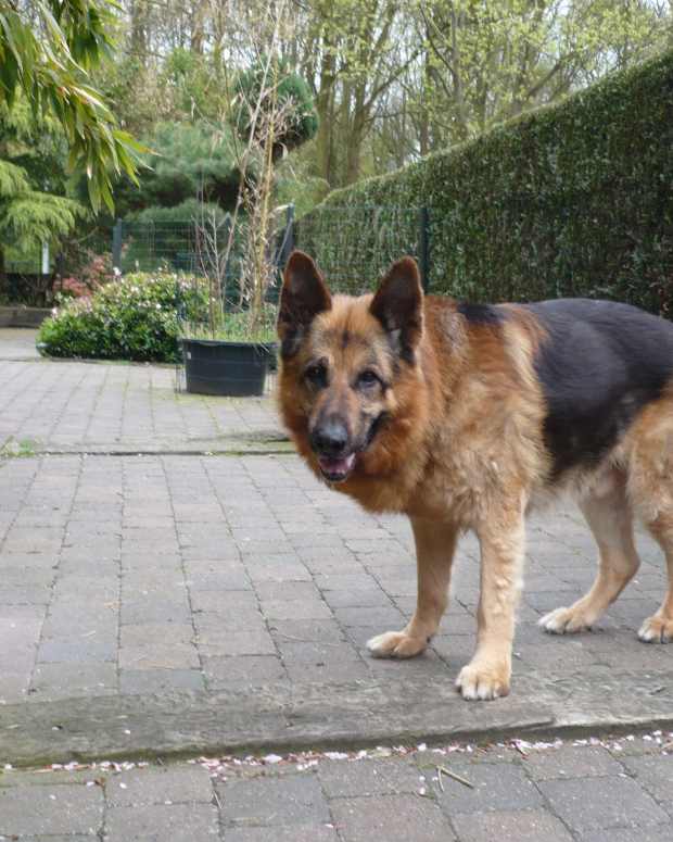 german shepherd diarrhea pumpkin
