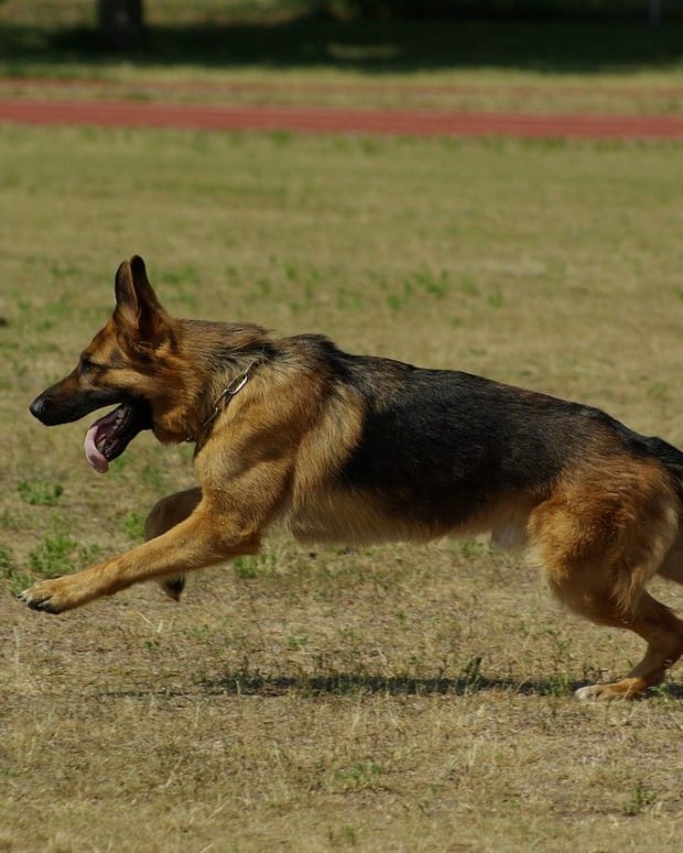 german shepherd diarrhea pumpkin