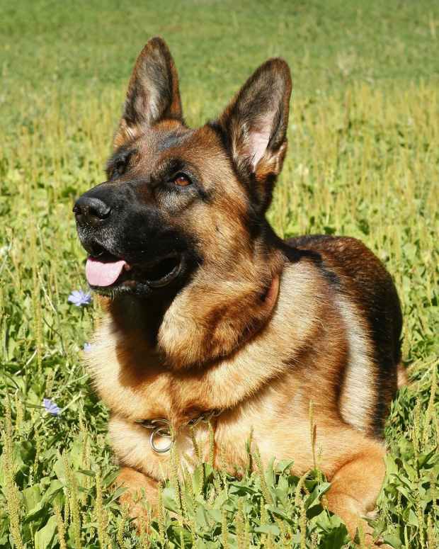 german shepherd rescue center