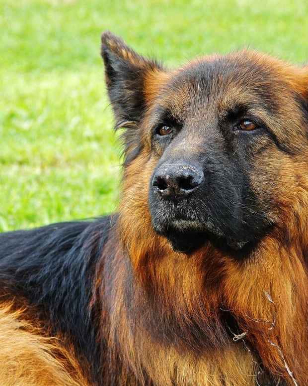 Different Types Of Short Haired German Shepherds Pethelpful By Fellow Animal Lovers And Experts