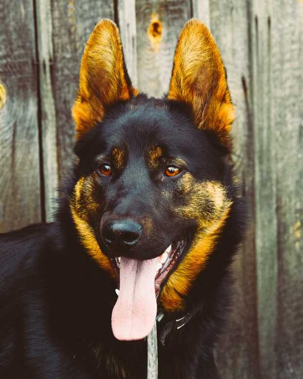 german shepherd rescue center