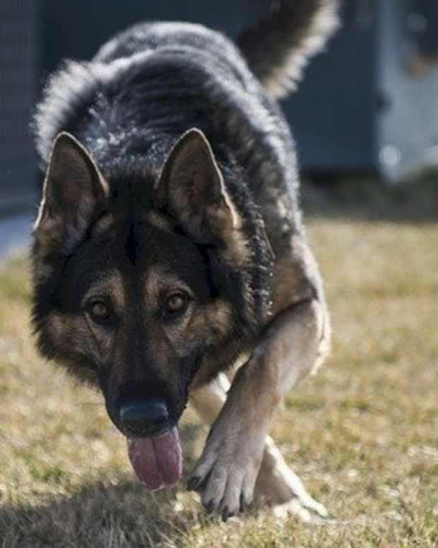 german shepherd rescue center