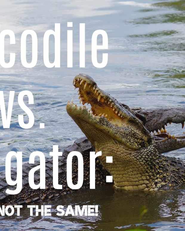 whats-the-difference-between-alligators-and-crocodiles