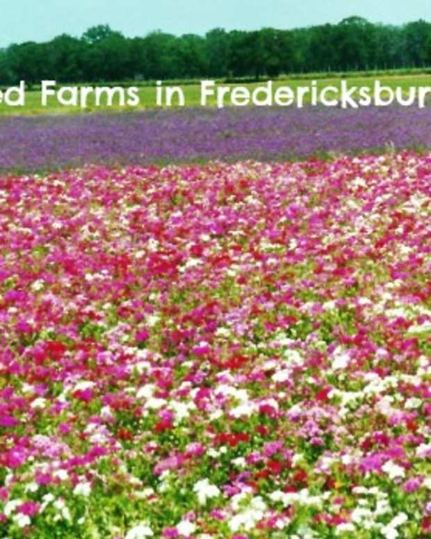 fields-of-flowers-pictures-wildseed-farms-fredericksburg-texas
