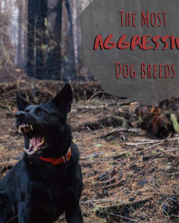 Top 10 Most Dangerous Wild Dogs Tanukis, Dingoes, and More