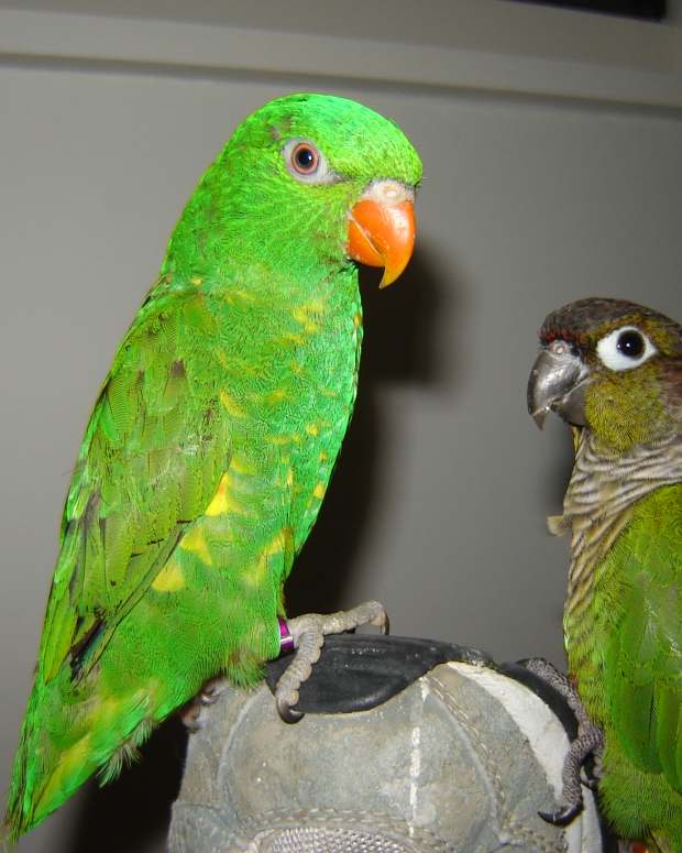 How to Care for a GreenCheeked Conure Parrot PetHelpful By fellow