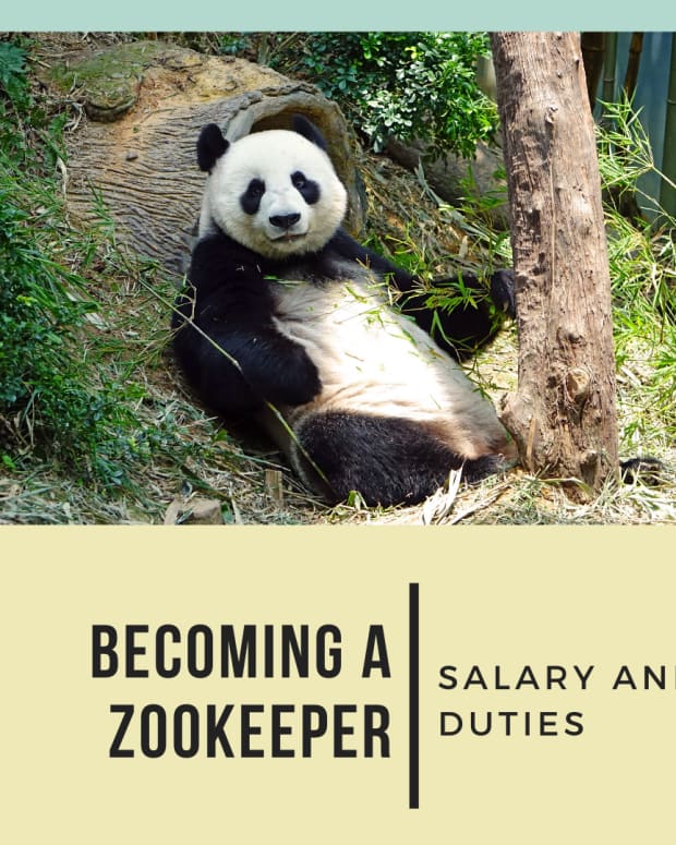 成为a-zookeeper-zookeeper  - 薪水和职责