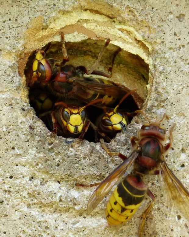 Will Moth Balls Get Rid Of Wasps