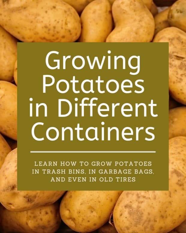 How to Grow Potatoes in the Desert Dengarden Home and