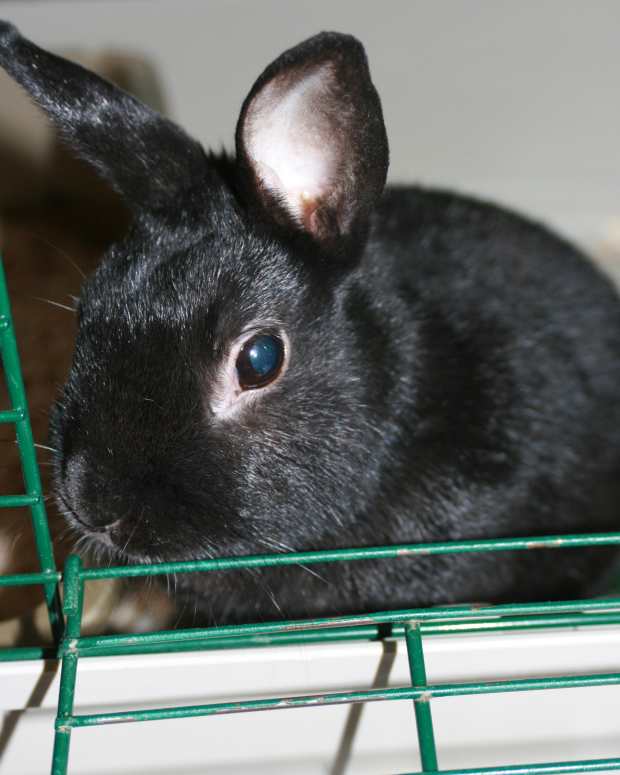 Is a Rabbit the Best Pet for You? PetHelpful By fellow animal