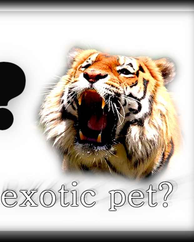 7 Exotic Pets That Can Live Indoors PetHelpful By fellow animal