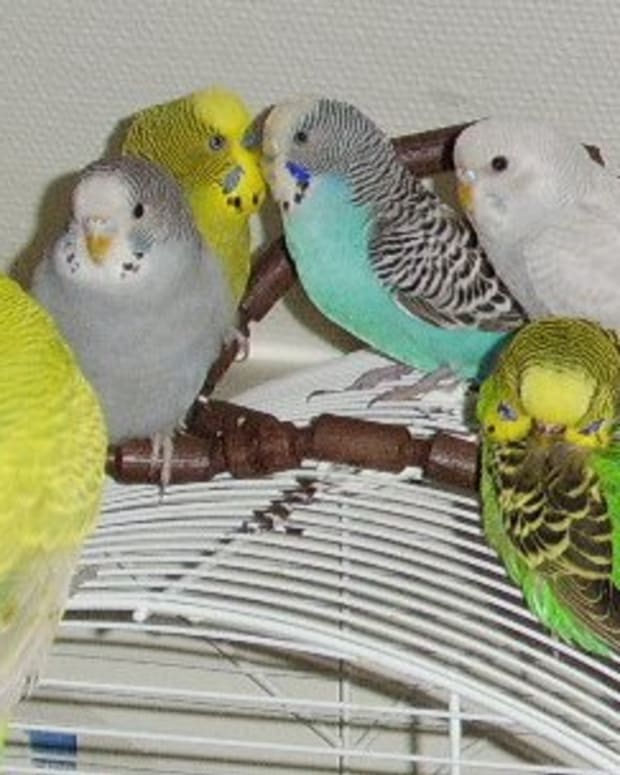 What Do Budgies Eat? - PetHelpful - By fellow animal lovers and experts