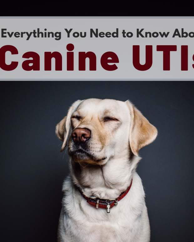 Home Remedies for Dogs With Urinary Tract Infections PetHelpful By