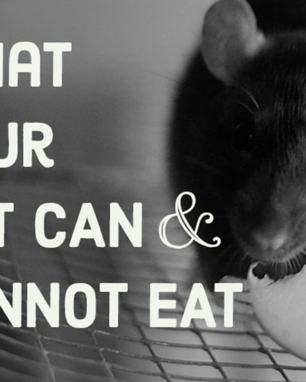 125+ Cute and Clever Names for Your Pet Rat PetHelpful By fellow