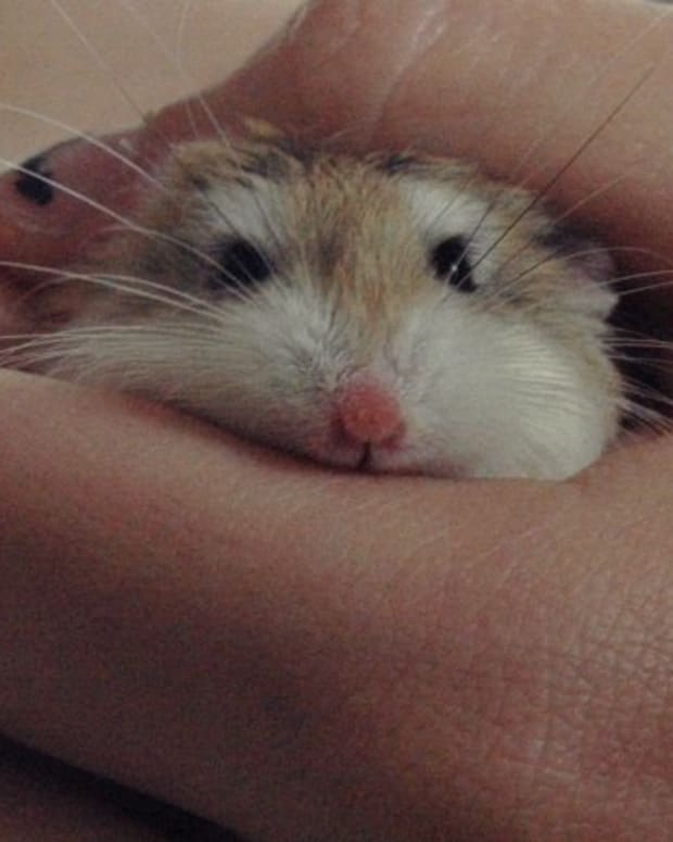 How to Care for Baby Mice PetHelpful By fellow animal