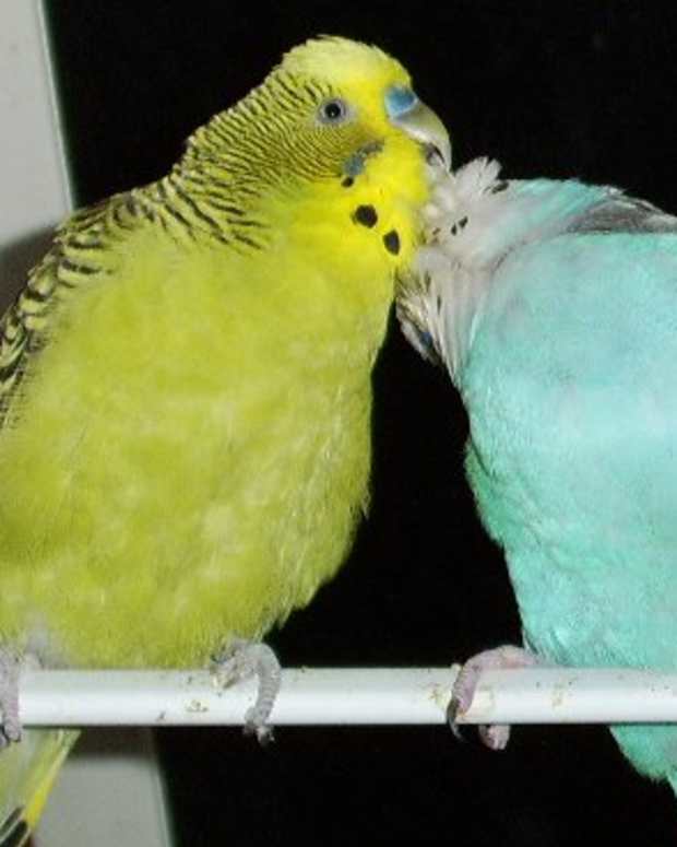 getting a second parakeet