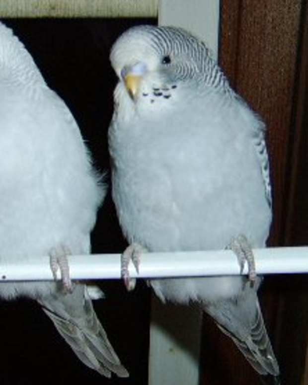 parakeet albino