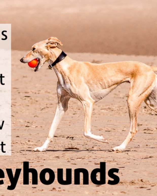 best greyhound toys