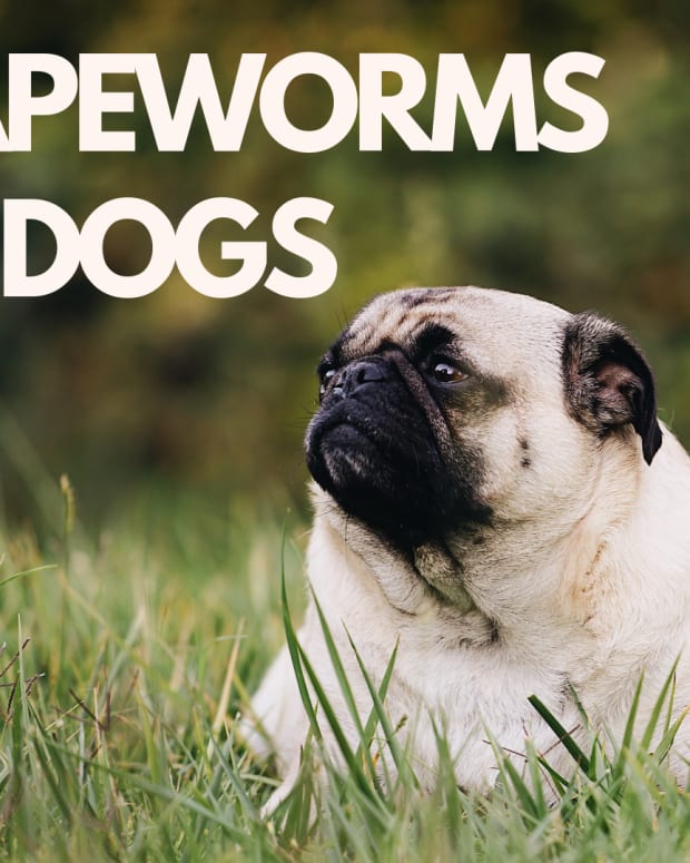Canine Roundworms Causes Signs And Treatment Pethelpful By Fellow Animal Lovers And Experts,Contemporary Interior Design Living Room