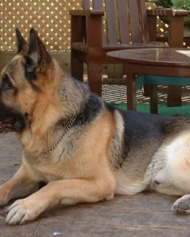 Dog Euthanasia Putting a Dog to Sleep at Home PetHelpful By fellow